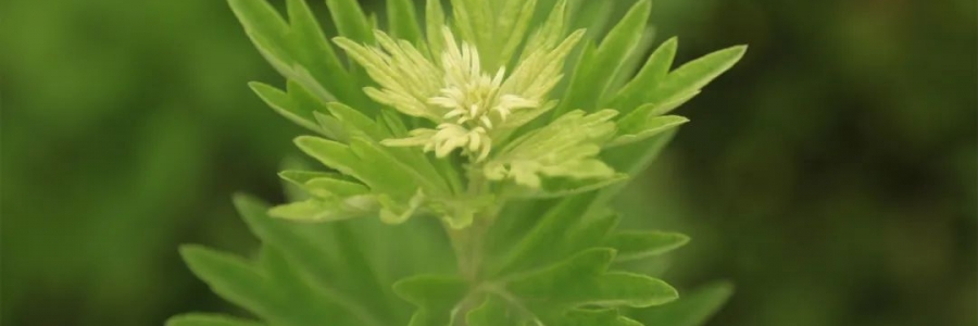 化成了灰也還是個寶，我勸你最好珍惜！