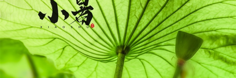 小暑 | 暑熱如歌，心靜生涼