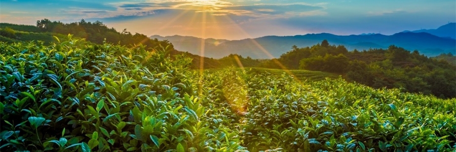 “三陽開泰”防病疫，這才是升陽的無上心法！