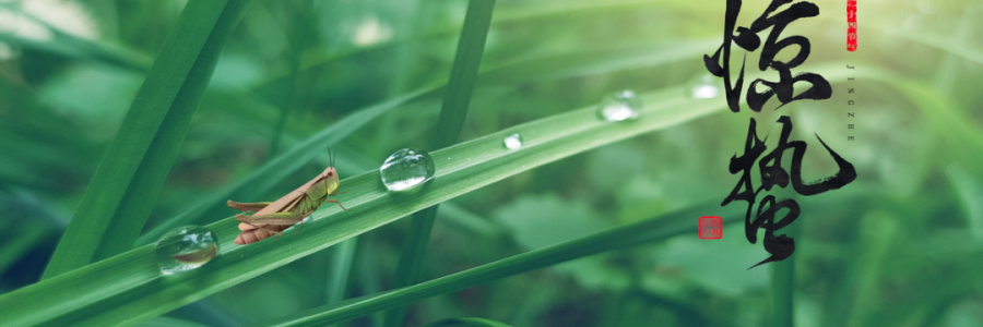 驚蟄丨蓄勢而蟄，應(yīng)時而驚