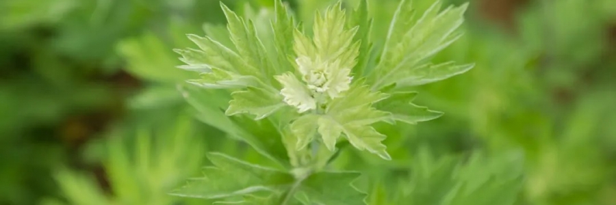 520，“艾”意正濃！讓我們相識(shí)艾草