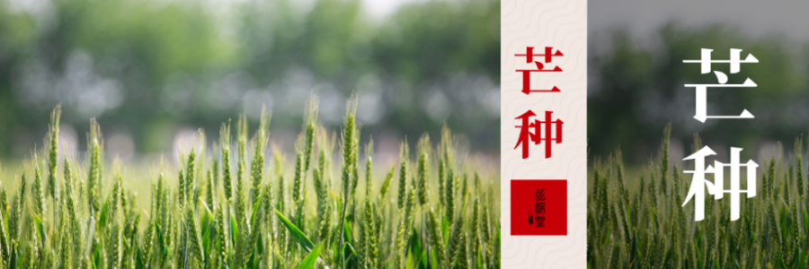 芒種 | 忙收忙種，防暑祛濕